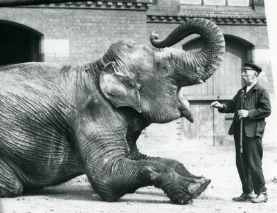 Female Indian Elephant 